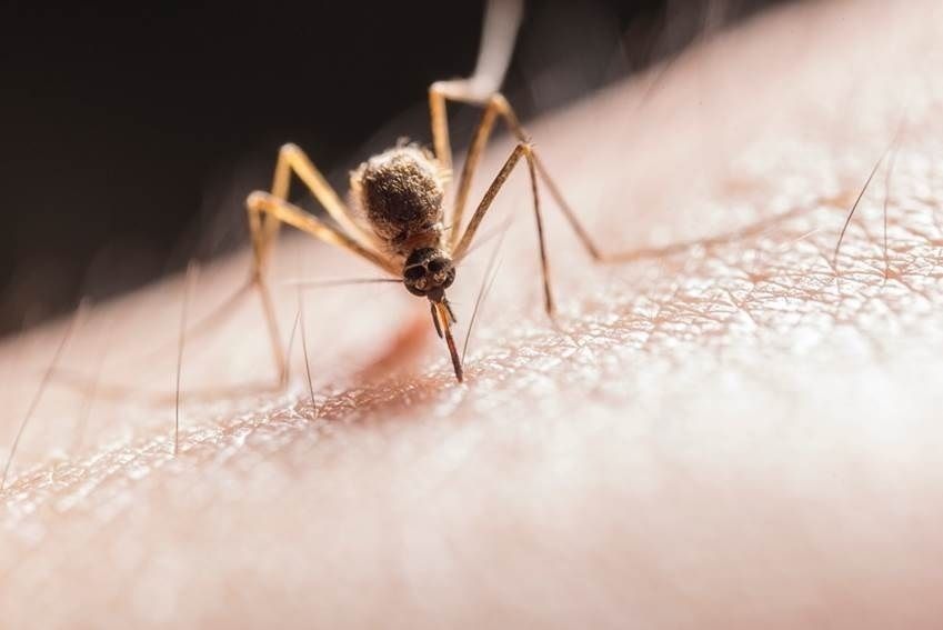 OMS publica nuevas directrices para la quimioprevención y la administración masiva de fármacos contra la malaria