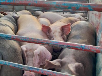 IMA compra más de 110 mil libras de carne de cerdo para abastecer programas sociales