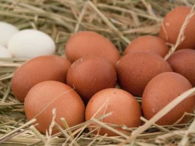 El huevo, un alimento económico y de gran beneficio