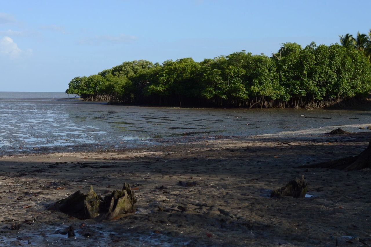 Alianza para proteger los manglares de Bahía de Panamá y Parita