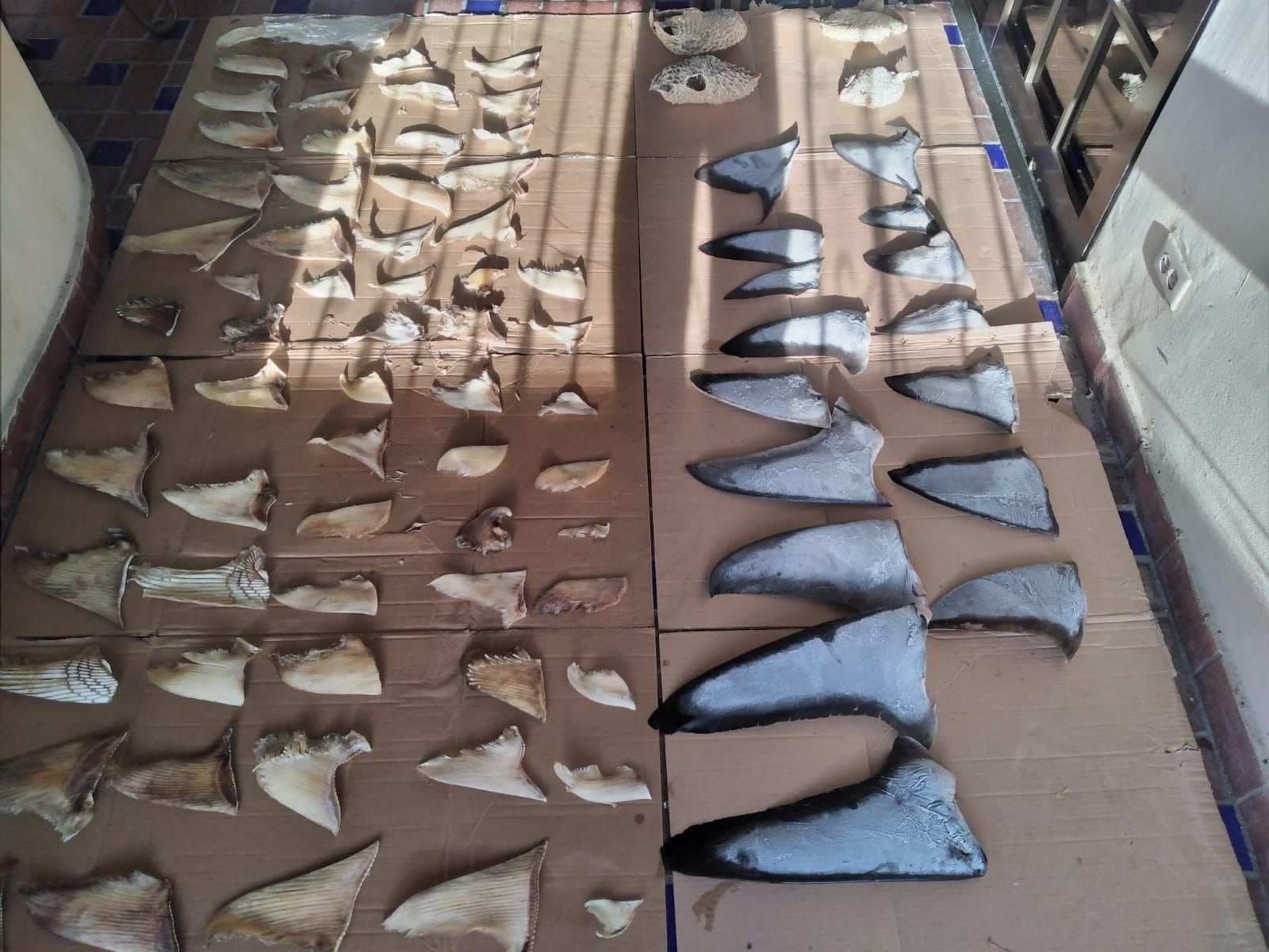 Incautan 6.79 toneladas de aletas de tiburón en la operación shark