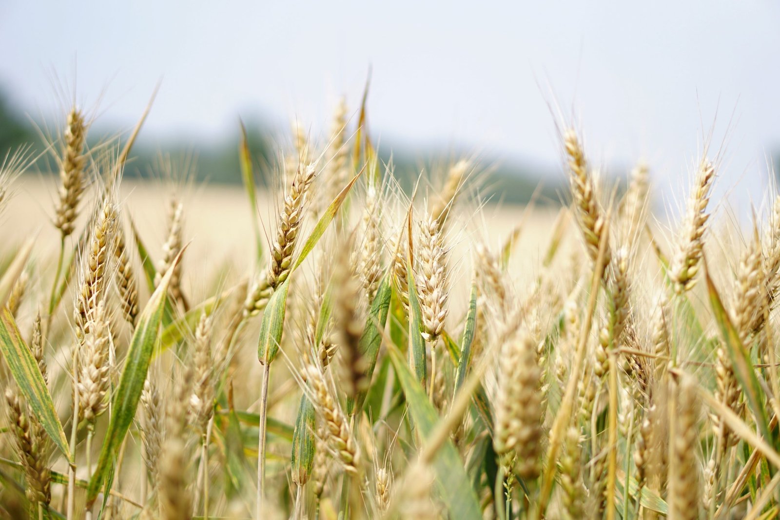 Un barco con 23.000 toneladas de grano de la ONU parte de Ucrania hacia el Cuerno de África